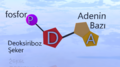 Adenin Nükleotidi