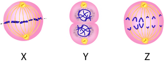Mitoz bölünme farklı aşamaları.png