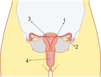 Dişi üreme organı.png