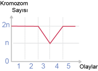 Grafik n, 2n kromozom sayısı.png
