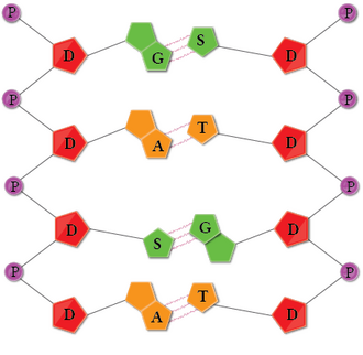 DNA parçası.png